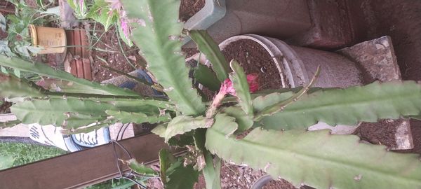 Identificação da planta Cacto-orquídea por foto