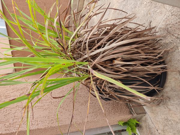 Identificação da planta Citronela por foto