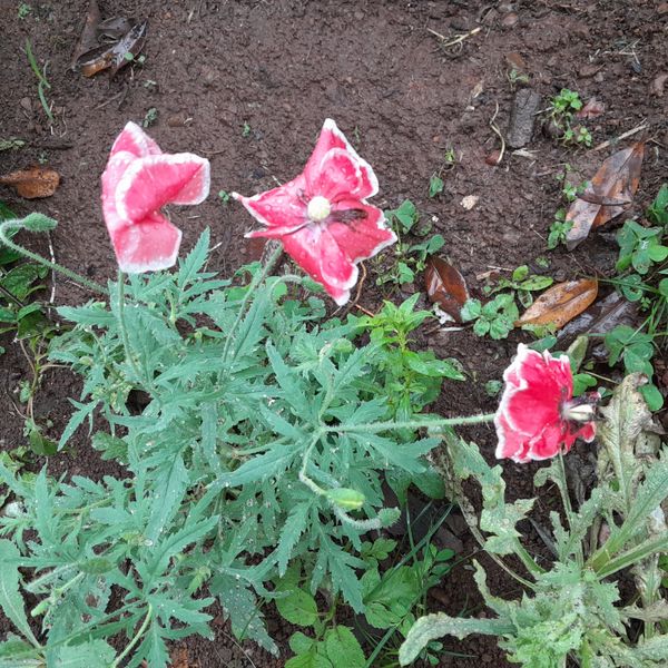 Identificação da planta Papoula por foto