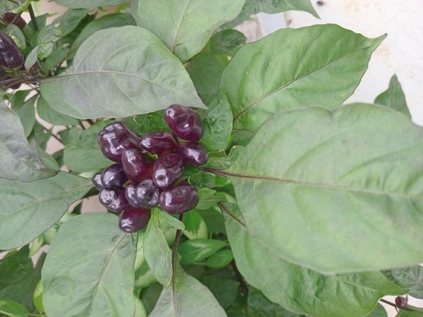 Identificação da planta Pimenta por foto