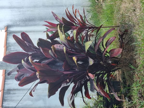 Identificação da planta Dracena por foto