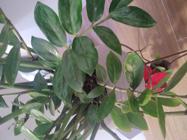 Identificação da planta Zamioculcas por foto