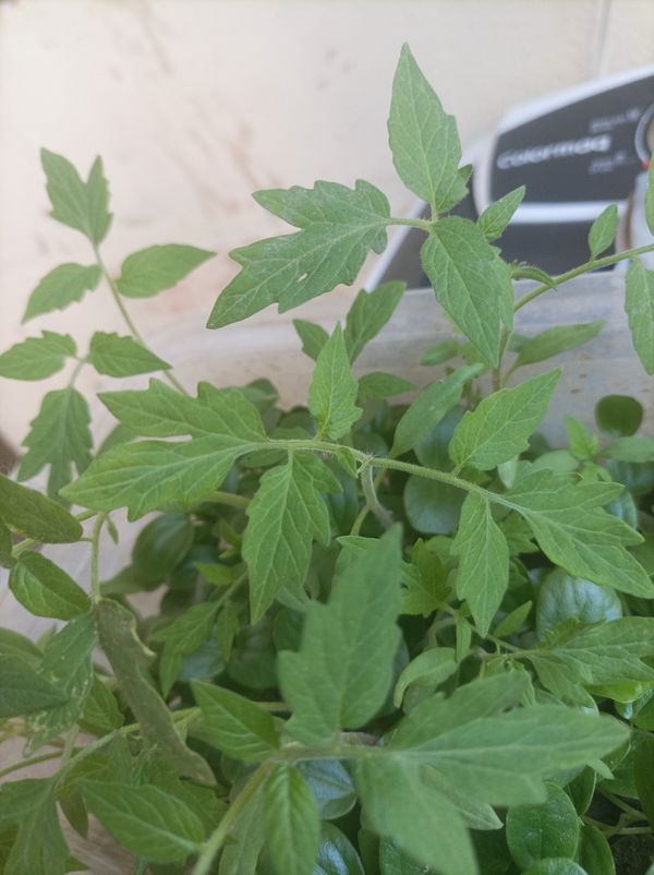 Identificação da planta Tomate por foto