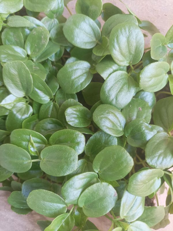 Identificação da planta Peperomia Hope por foto