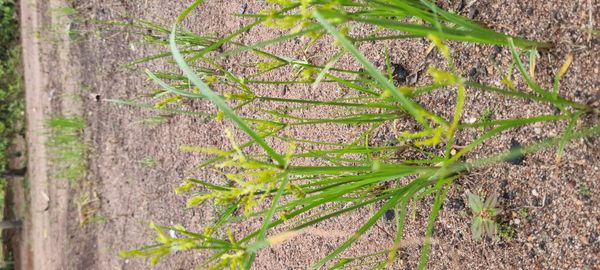 Identificação da planta Tiririca por foto