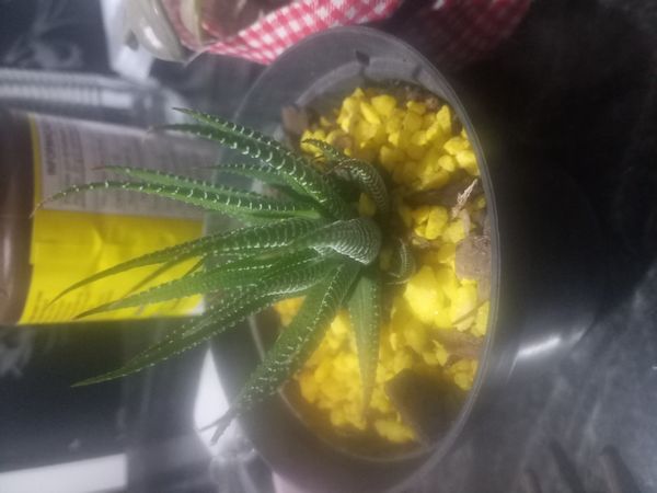 Identificação da planta Suculenta Rabo de Tatu por foto