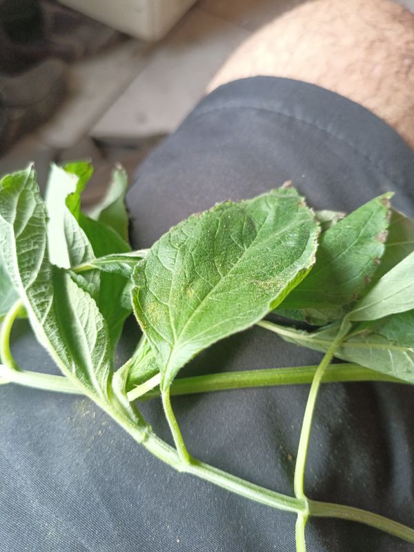 Identificação da planta Betônica por foto