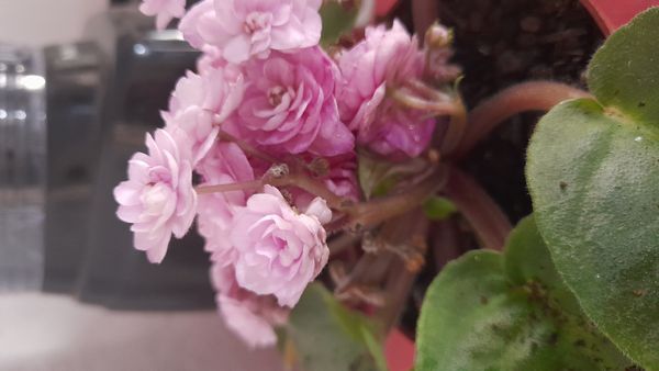 Identificação da planta Violeta por foto