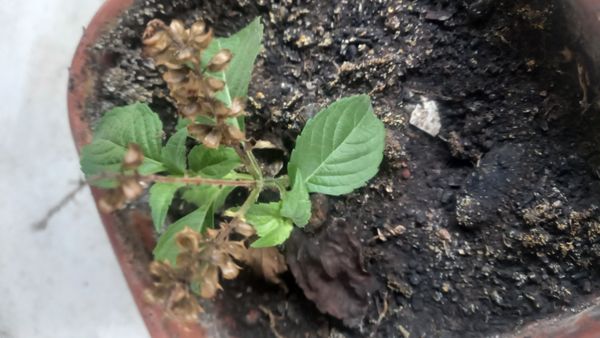 Identificação da planta Alfavaca-de-caboclo por foto