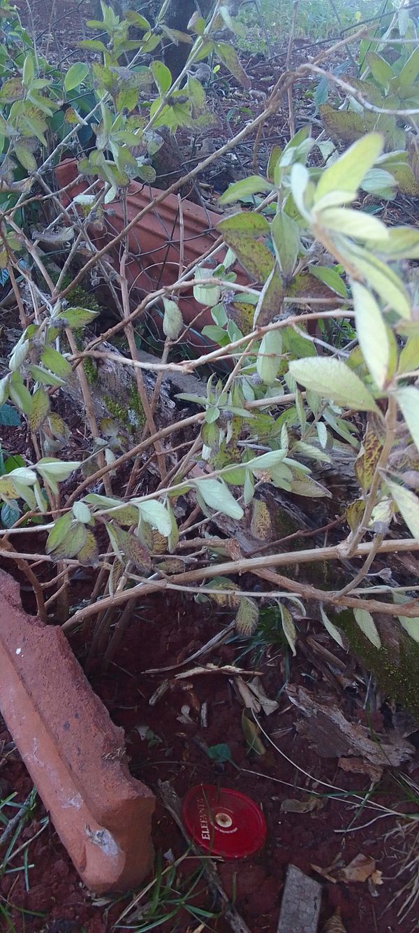 Identificação da planta Cidreira por foto