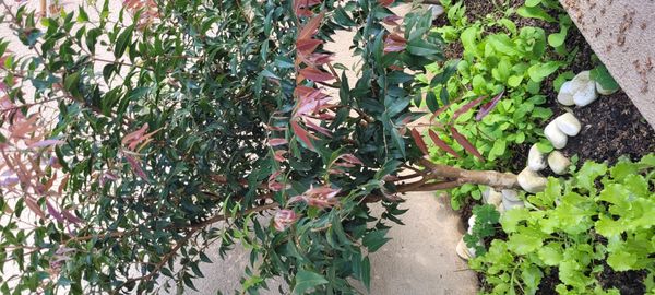 Identificação da planta Jabuticaba-paulista por foto