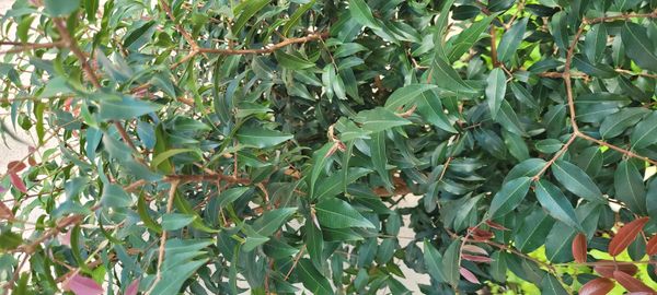 Identificação da planta Jabuticaba-paulista por foto