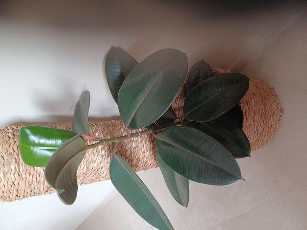 Identificação da planta Figueira-indiana por foto