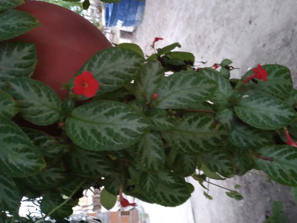 Identificação da planta Peixinho por foto