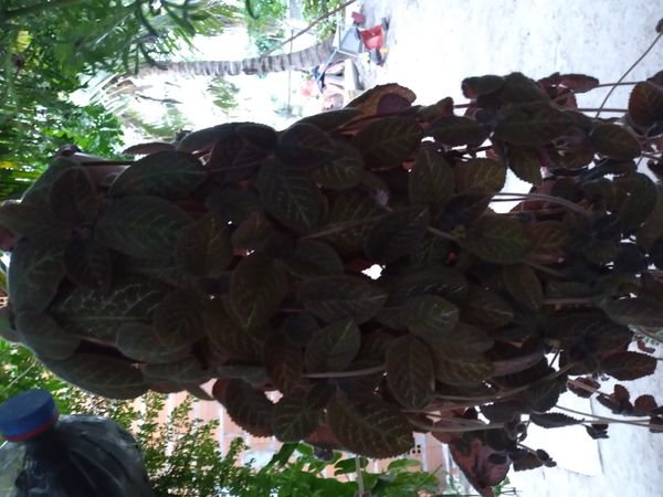 Identificação da planta Peixinho por foto