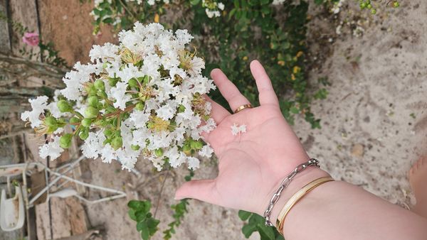 Identificação da planta Resedá-flor-da-rainha por foto