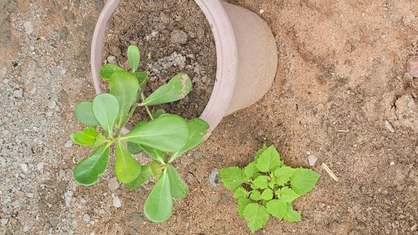 Identificação da planta Abaneiro por foto