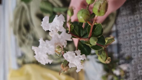Identificação da planta Resedá-flor-da-rainha por foto