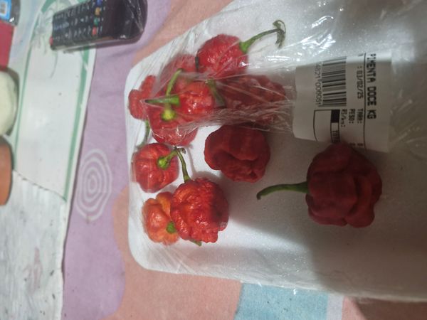 Identificação da planta Pitanga por foto