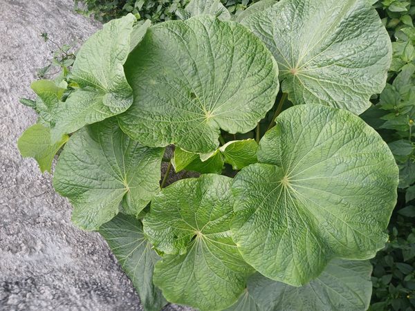 Identificação da planta Capeba por foto
