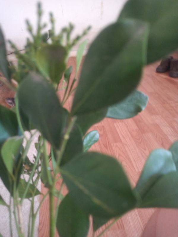 Identificação da planta Murta-de-cheiro por foto
