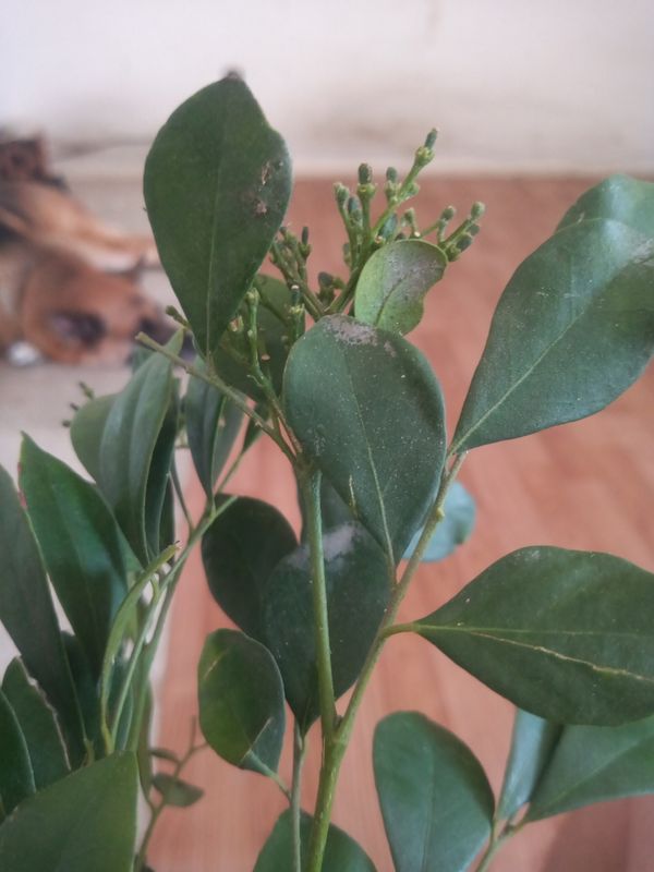 Identificação da planta Murta-de-cheiro por foto