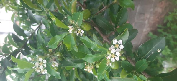 Identificação da planta Acerola por foto