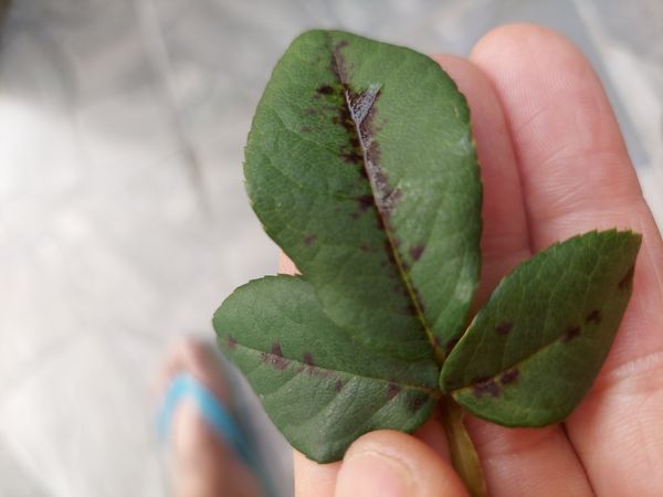 Identificação da planta Rosa por foto