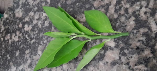 Identificação da planta Dois Amores por foto