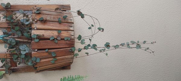 Identificação da planta Coração-emaranhado por foto