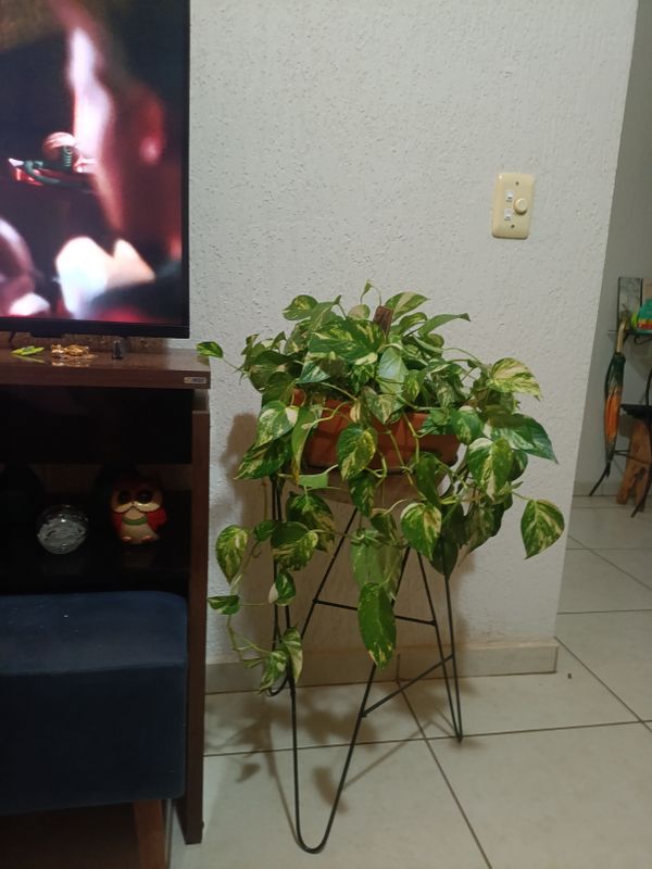 Identificação da planta Jiboia por foto