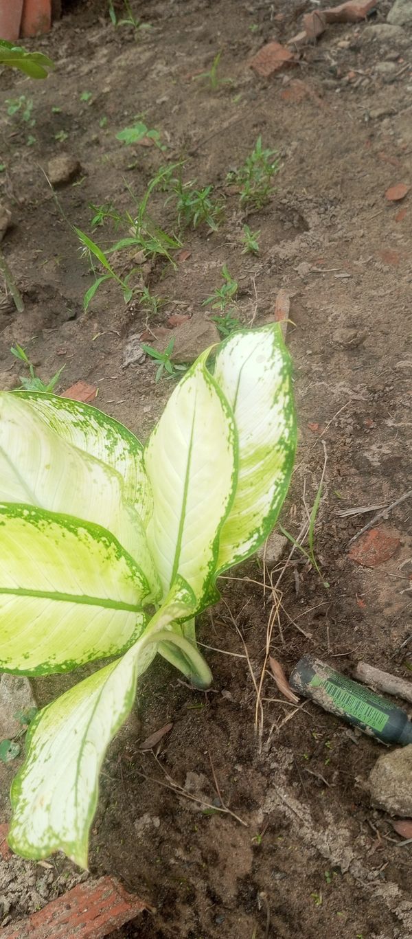 Identificação da planta Comigo-ninguém-pode por foto