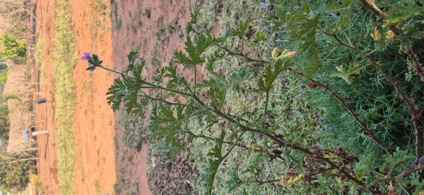 Identificação da planta Capim-citronela por foto