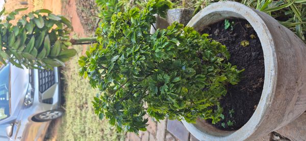 Identificação da planta Árvore-da-felicidade por foto