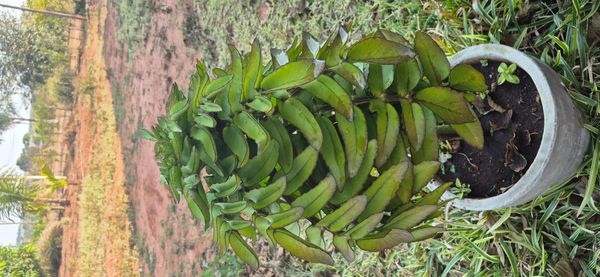 Identificação da planta Suculenta Havaiana por foto