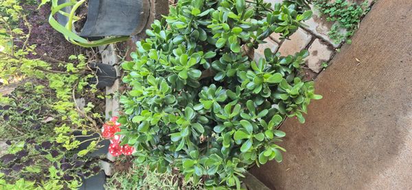 Identificação da planta Planta-jade por foto