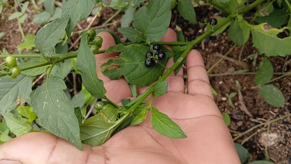 Identificação da planta Maria-pretinha por foto