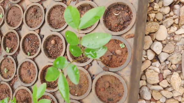 Identificação da planta Copaíba por foto