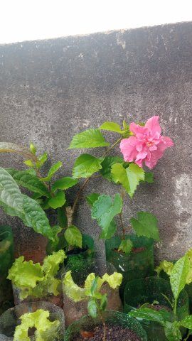 Identificação da planta Algodão-de-seda por foto