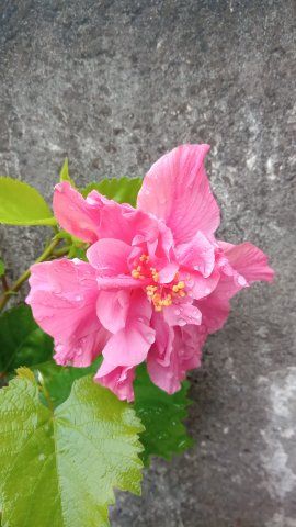 Identificação da planta Algodão-de-seda por foto