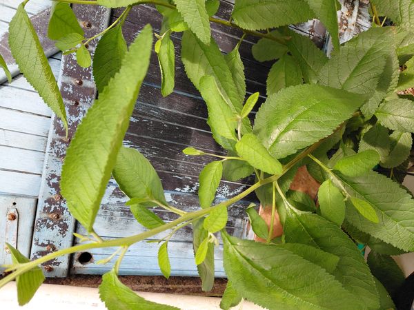 Identificação da planta Erva baleeira por foto