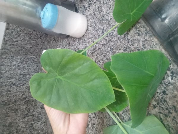 Identificação da planta Taioba por foto