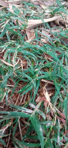 Identificação da planta Grama-bermuda por foto
