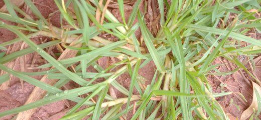 Identificação da planta Capim-pé-de-galinha por foto