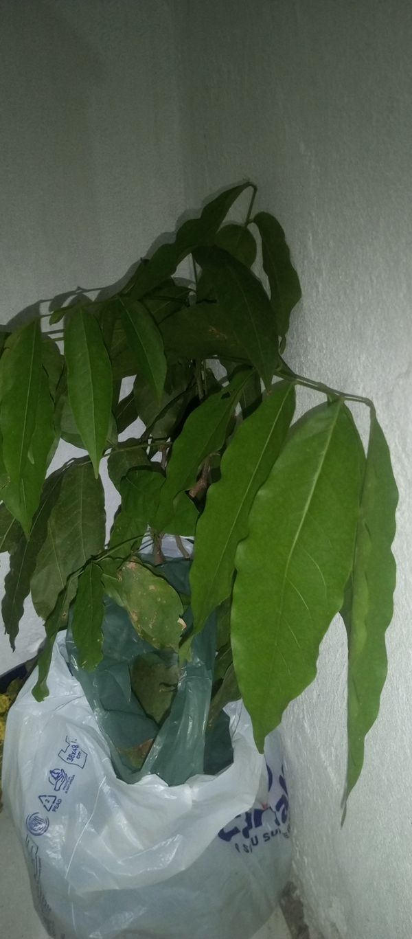 Identificação da planta Pau-de-vinho por foto
