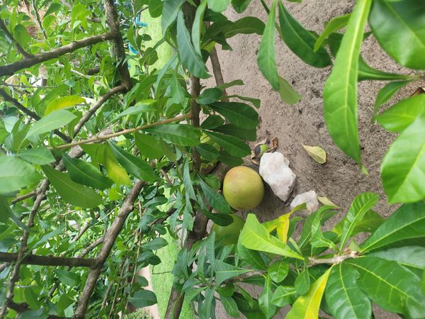 Identificação da planta Coité por foto