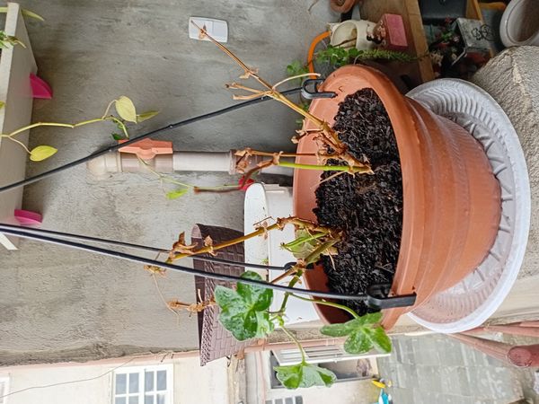 Identificação da planta Hera-de-flor por foto