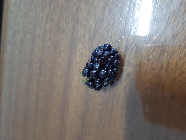 Identificação da planta Amora-preta por foto