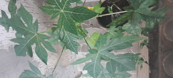 Identificação da planta Mamão por foto