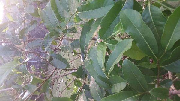 Identificação da planta Graviola por foto